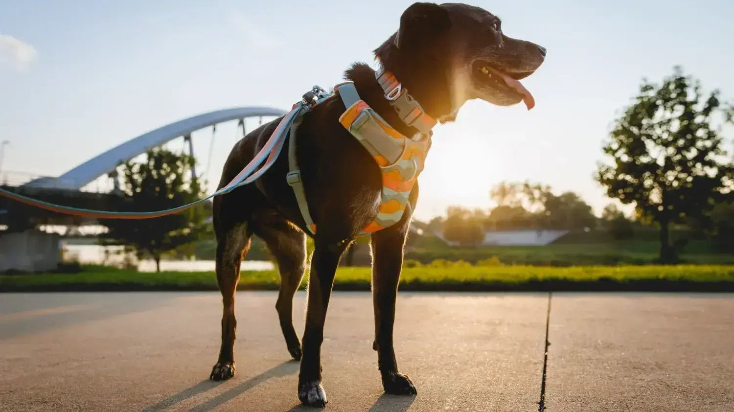 Dog Harnesses and fitting a Dog Harness - 4elementsclothing