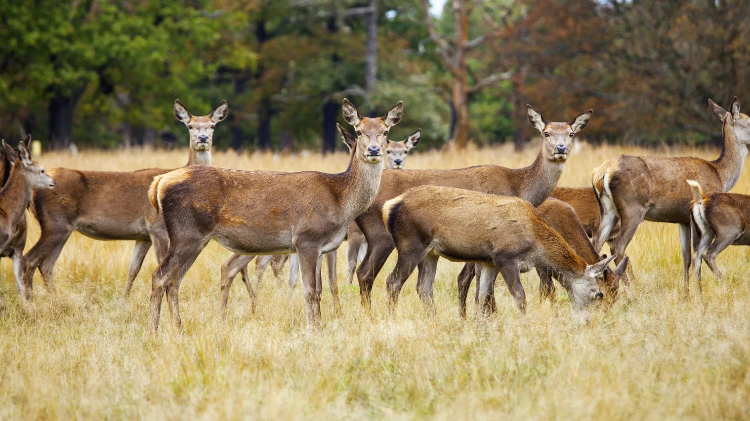 The Importance of Deer Conservation in the UK: Protecting Wildlife and Ecosystems - 4elementsclothing