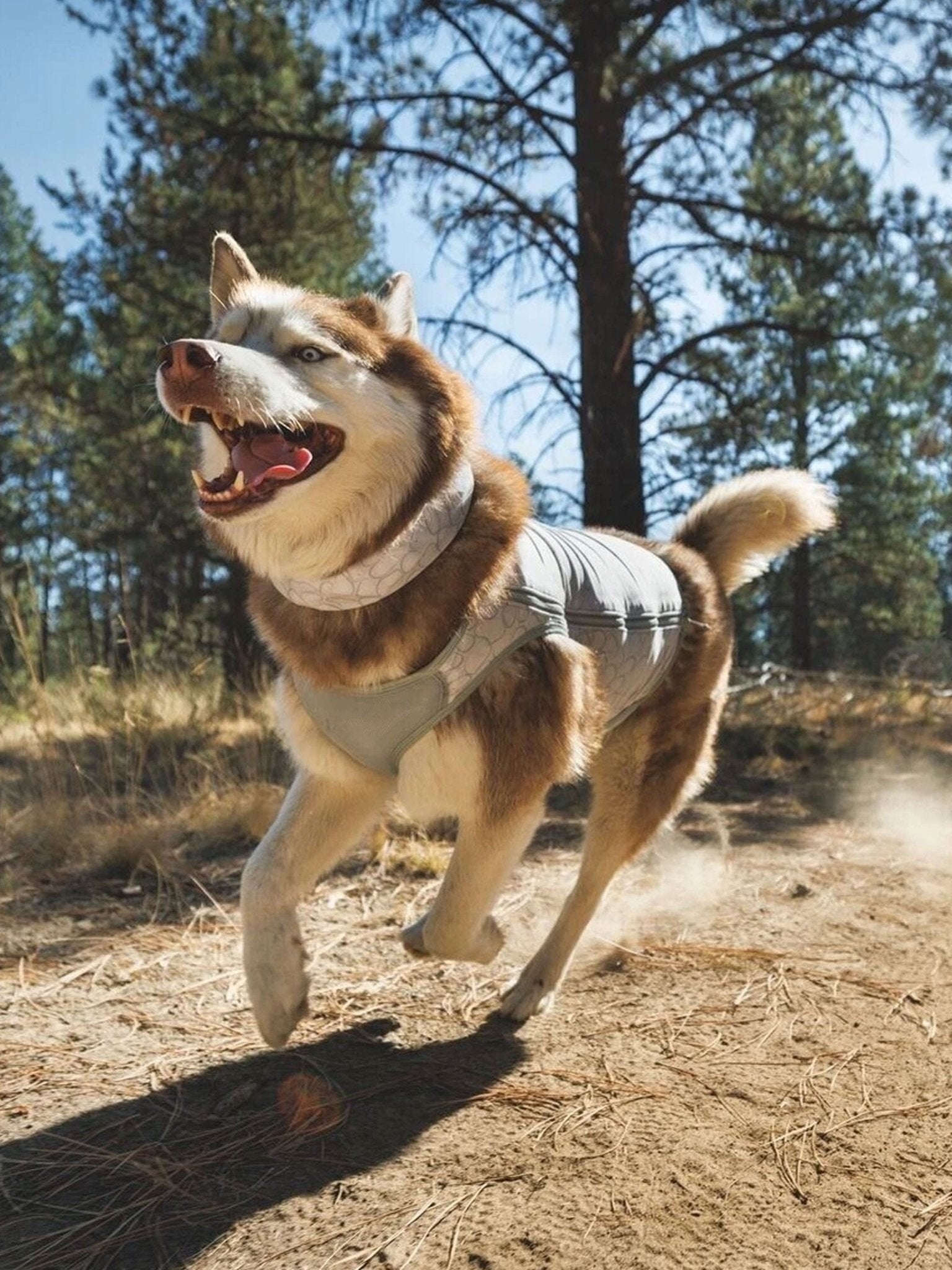 Ruffwear - Swamp Cooler™ Premium Dog Cooling Vest - Zip version