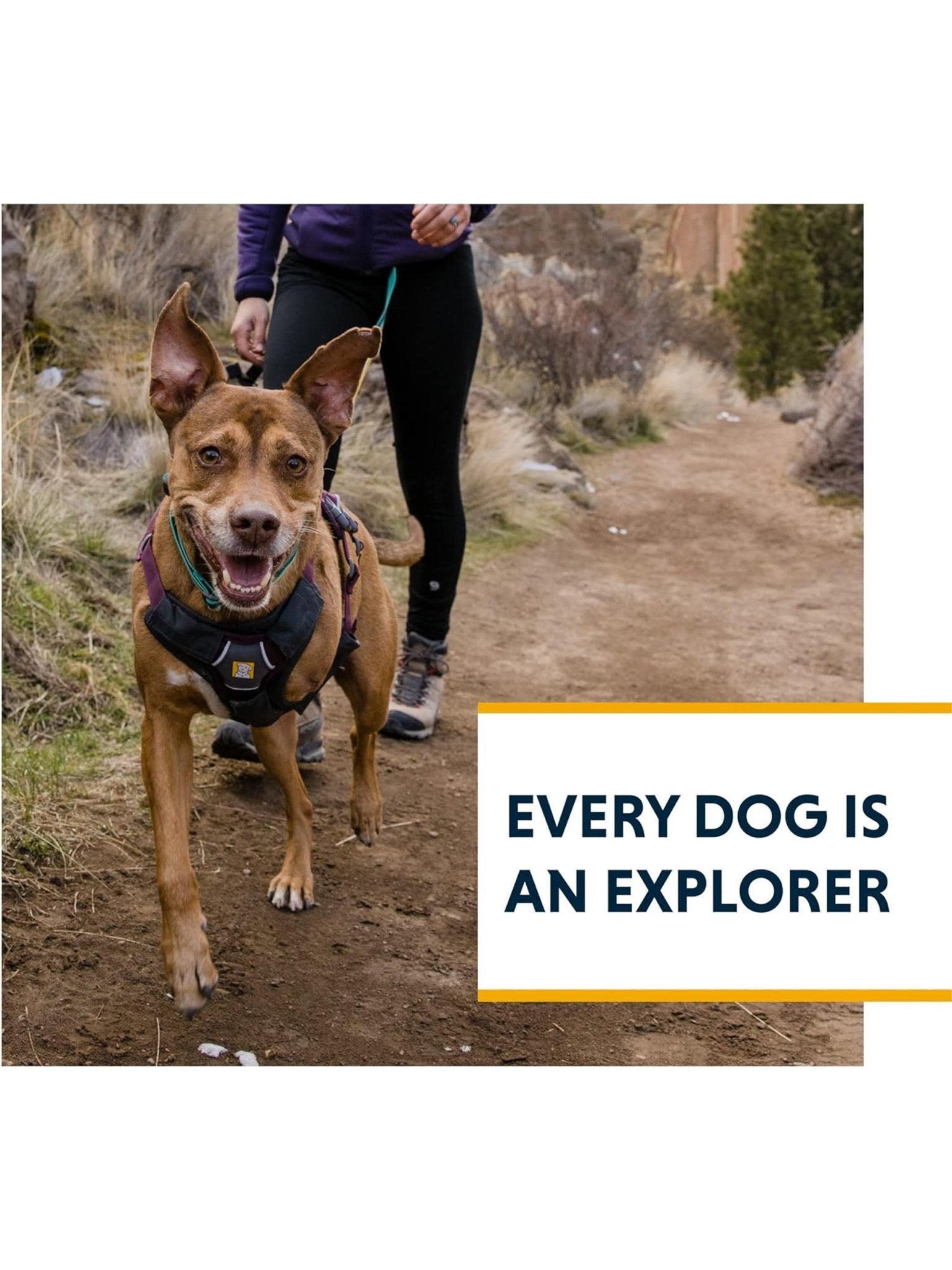 Ruffwear - Web Master Dog Harness, Padded, Multi - use, Anti - escape Dog Harness with lifting Handle, 2 Lead Attachments