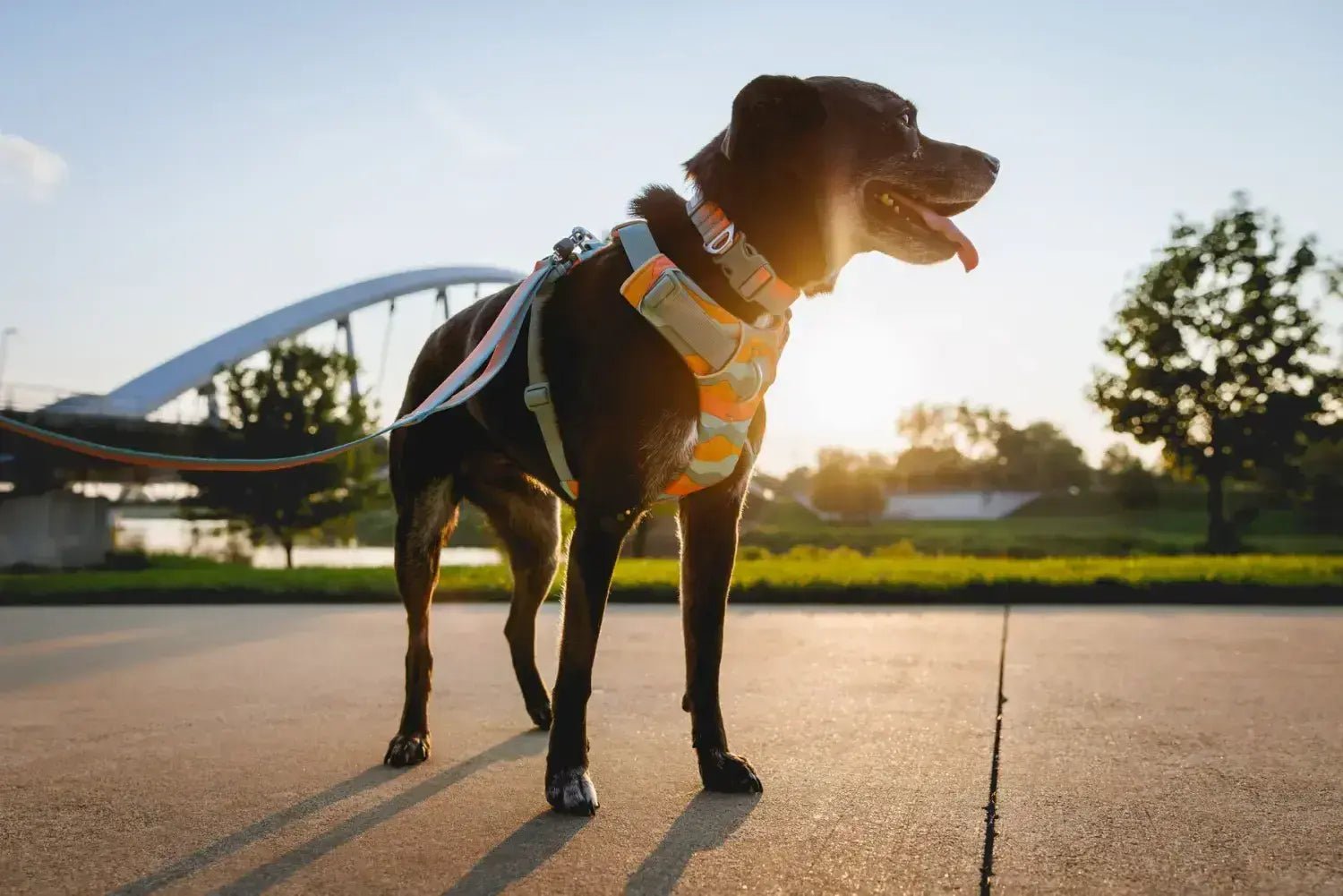 Dog Harnesses and fitting a Dog Harness - 4elementsclothing