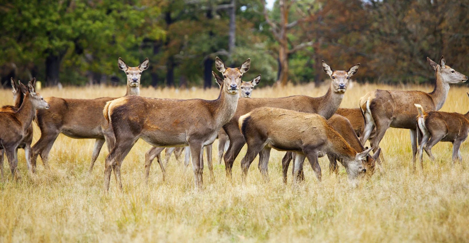 The Importance of Deer Conservation in the UK: Protecting Wildlife and Ecosystems - 4elementsclothing