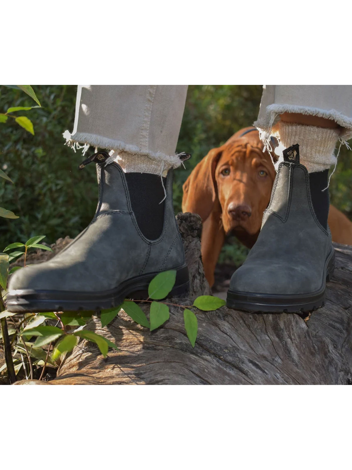 Blundstone 587 rustic black Chelsea boots with a dog on a country walk